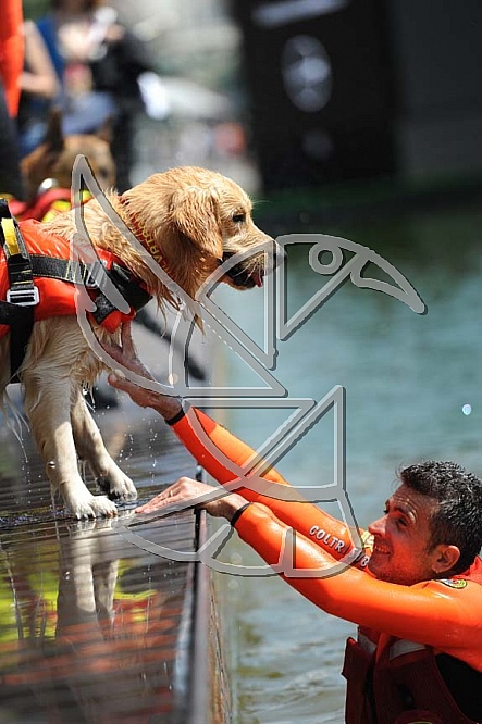 Working dogd