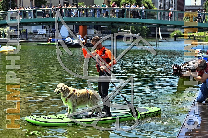 Working Dogs