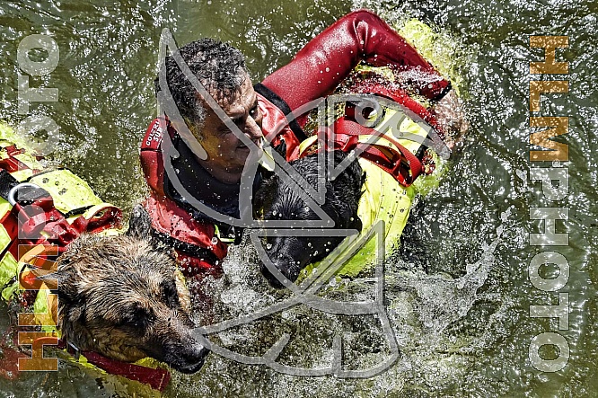 Working Dogs