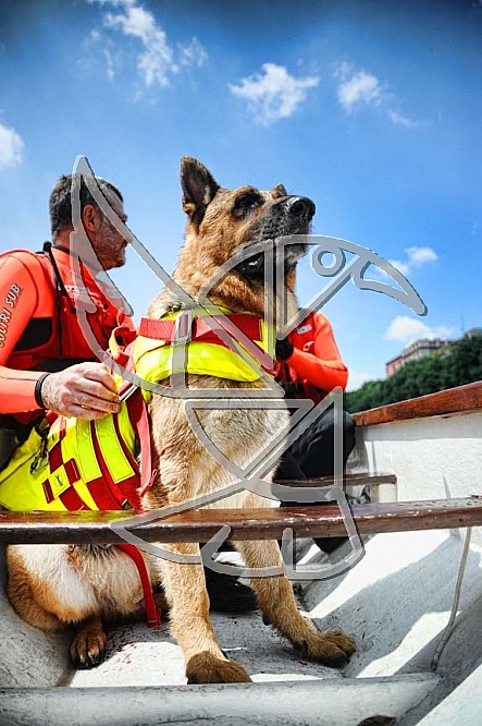 Working dogd