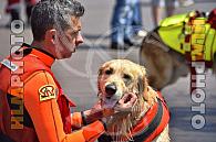 Working Dogs