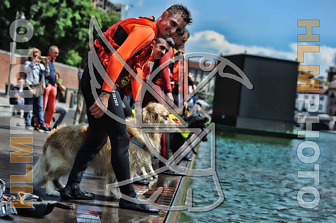 Working dogd