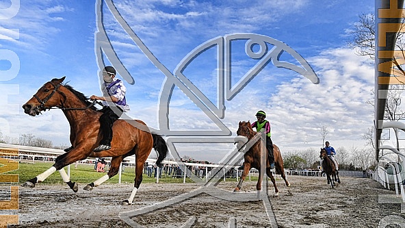 Corse a pelo 2017