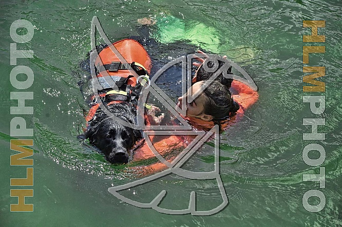 Working Dogs