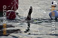 SWIM THE CASTLE - Foto dalla barca