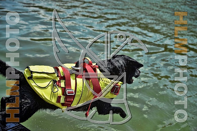 Working Dogs